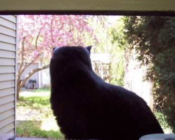 cat in window